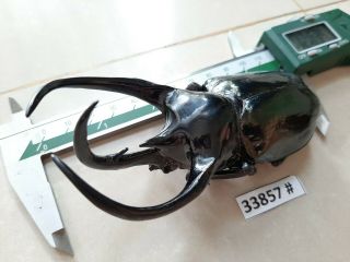 Vietnam Beetle Chalcosoma Caucasus 120mm,  33857 Pls Check Photo (a1)