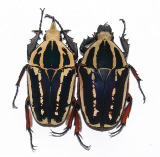 Mecynorrhina Ugandensis,  Pair A,  61,  59mm,  Bright Color,  Uniquely White