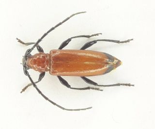 Coleoptera/cerambydae/cerambycinae Sp 12 Rare From Peru