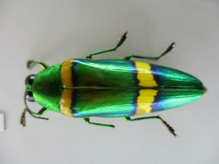 53308 Buprestidae,  Chrysochroa Sp?.  Vietnam S.  A2