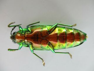 53308 Buprestidae,  Chrysochroa sp?.  Vietnam S.  A2 3