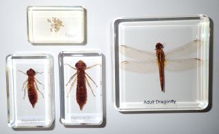 Scarlet Skimmer Dragonfly Life Cycle Set 4 Clear Blocks Learning Kit B
