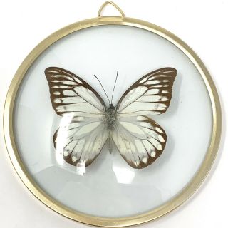 Real Framed White Butterfly Under Glass Convex Glass Front Goldtone Frame