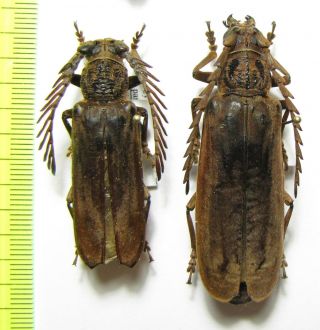 Cerambycidae,  Cyriopalus Pascoei,  Pair,  Malaysia,  Pahang