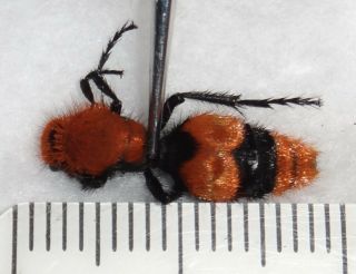 Mutillidae Dasymutilla Occidentalis Red Velvet Ant Cow Killer Wasp Indiana Aa64