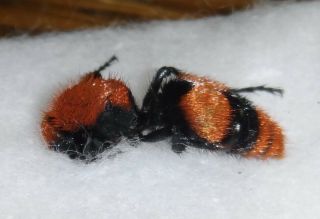 Mutillidae Dasymutilla occidentalis Red Velvet Ant Cow Killer Wasp Indiana AA64 2