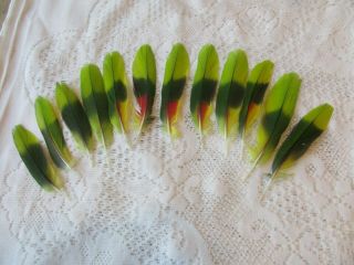 12 Parrot Tail Feathers (6 Inches)