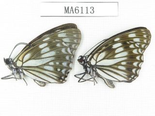 Butterfly.  Nymphalidae Sp.  China,  S Of Gansu,  Wenxian.  2m.  Ma6113.