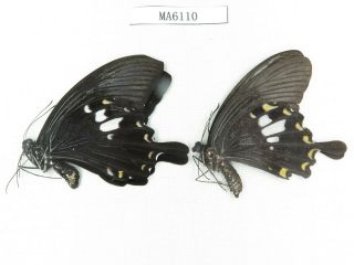Butterfly.  Papilio Nephelus Ssp.  China,  S Of Gansu,  Wenxian.  1p.  Ma6110.