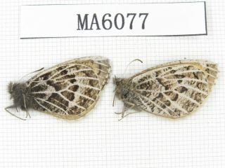 Butterfly.  Satyridae Sp.  China,  Gansu,  S Jiayuguan.  1p.  Ma6077.