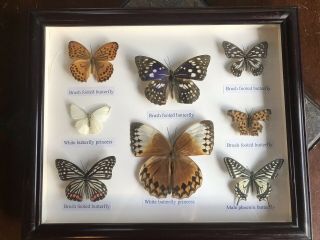 Vintage Butterfly Taxidermy Specimen Display Box Framed Brushed Footed Prince