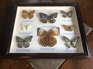 Vintage Butterfly Taxidermy Specimen Display Box Framed Brushed Footed Prince 2