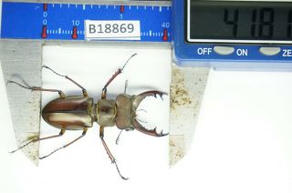 B18869 - Lucanus Pulchellus Ps.  Beetles – Insects Yen Bai Vietnam 41mm