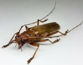 Cerambycidae/cerambycinae/ Coccoderus Sp 44 Mm From Peru