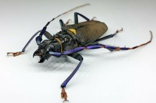 Cerambycidae/prioninae/ Tiny Mallaspis Scutellaris Male 45 From Peru
