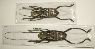 Batocera Wallacei Pair With Male 69mm Female 67mm (cerambycidae)