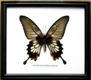 Real Giant Butterfly Great Mormon Insect Display Taxidermy Bug In Wood Frame