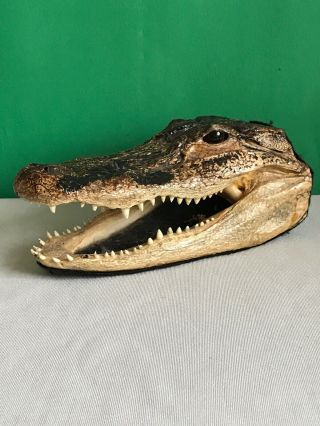 Real Alligator Gator Head Crocodile Taxidermy Skull 7 - 1/4”l X 4”w X 2 - 3/4”h