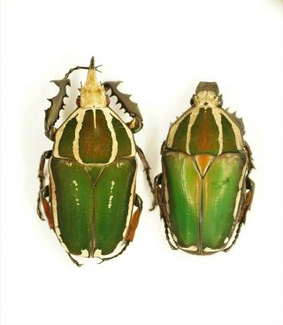 Mecynorrhina Torquata Poggei Pair,  Male 66 Mm,  Female 56 Mm,  A1