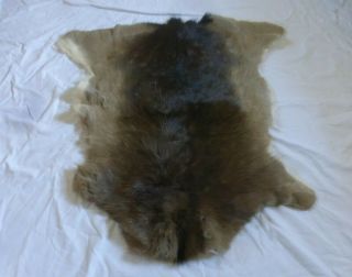 Fallow Deer Skin Quality Soft Hide Healing Rug Fur Pelt Taxidermy Home Decor Art