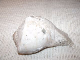 Native American Indian Lg Ancient Conch Shell With Etched Markings