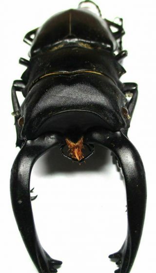 002 El : Lucanidae: Odontolabis Alces Male 90.  5mm Teledont