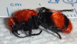 Mutillidae Dasymutilla Occidentalis Red Velvet Ant Cow Killer Wasp Indiana Aa46