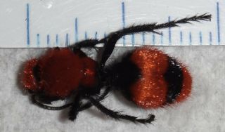 Mutillidae Dasymutilla occidentalis Red Velvet Ant Cow Killer Wasp Indiana AA46 2