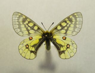 Papilionidae Parnassius Eversmanni Thor Male Canada Yukon Boundary Ranges 1600m