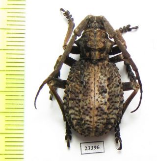 Cerambycidae,  Phantasis Avernica,  Tanzania