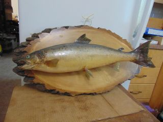 Vintage/ Taxidermy Fish Mount 8059
