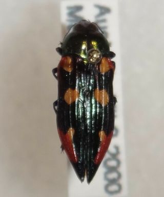 Buprestidae Castiarina Producta Australia Jewel Beetle 25 Buprestid Calodema