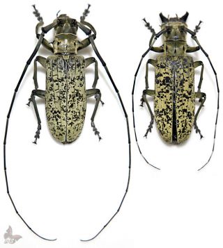 Pseudomeges Marmoratus,  Pair,  75,  Mm,  Unmounted Beetle