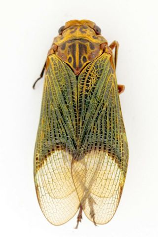 Homoptera,  Fulgoridae,  Big Sp.  From Colombia,  Leticia