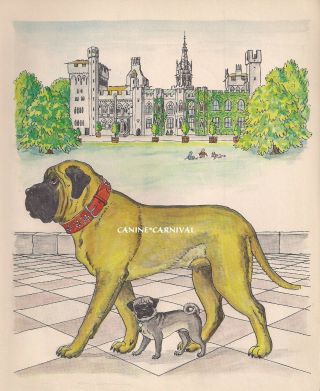 Mastiff & Pug Dog Friends Adorable Vintage Art Print 1950