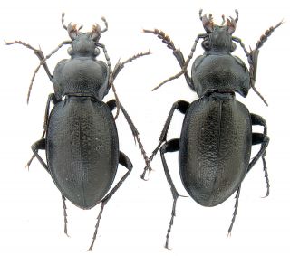Beetles.  Carabidae.  Carabus (trachycarabus) Scabriusculus Pair