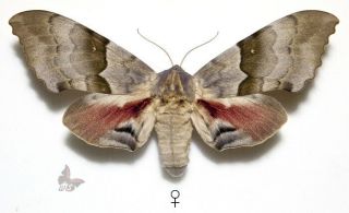 Pachysphinx Occidentalis,  Female,  Giant Sphingid Unmounted