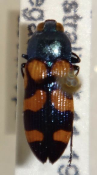 Rare Castiarina Acuticeps Australia 01 Jewel Beetle Buprestid Calodema