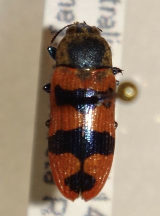 Rare Castiarina Species Australia Ff Jewel Beetle Buprestid Calodema