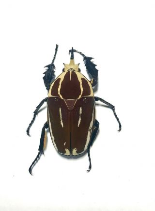 Big Mecynorrhina Ugandensis,  66mm.  Male Brown Color (breeding) 275