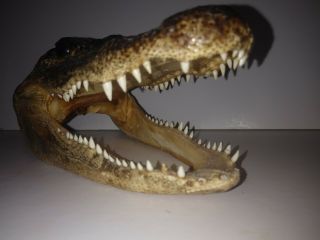 Real Alligator Gator Head Crocodile Taxidermy Skull 7 "