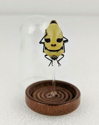 N20 Entomology Taxidermy Man Faced - Death Head Beetle Glass Dome Display Oddity
