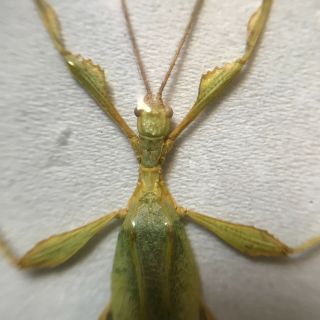 Phyllium jacobsoni male taxidermy - leaf insect entomology phasmid specimen 3
