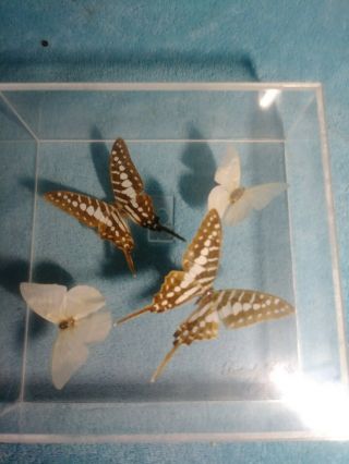 Real Butterfly Specimen Shadow Box Wall Hanging Taxidermy Signed