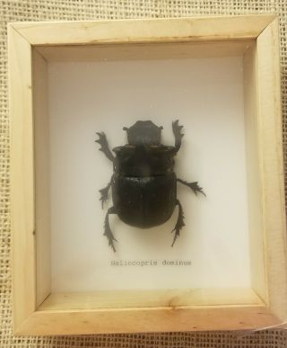 Dung Beetle Mounted In A Frame With Glass Front Taxidermy Insects