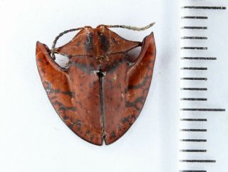 Chrysomelidae Cassidinae Gen.  Sp.  1 Peru