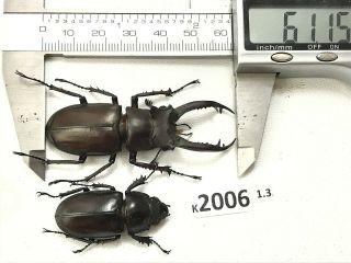 K2006 Unmounted Beetle Lucanus Dongi Rare Vietnam Central