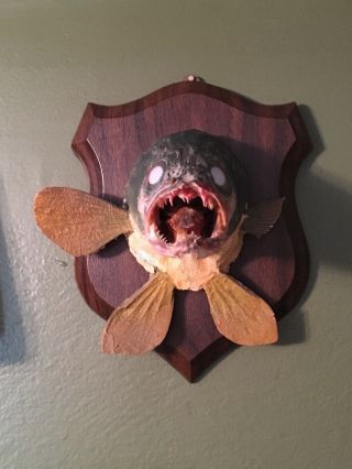 Vintage Fish Head Shoulder Taxidermy Wall Mount Walleye 3