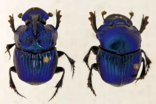 Phanaeus Furiosus Pair From Mexico Coleoptera Scarabaeidae Scarabaeinae