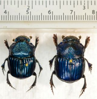 Phanaeus Amethystinus Pair From Mexico Coleoptera Scarabaeidae Scarabaeinae